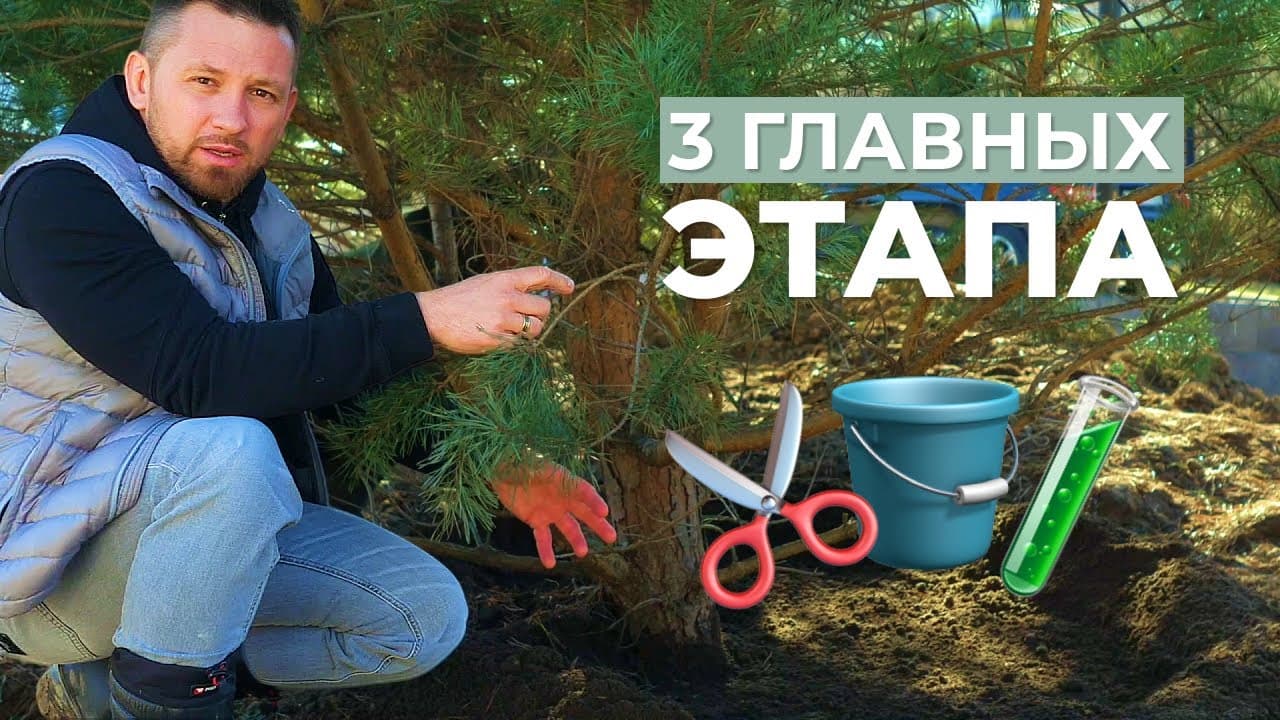 Крупномеры: уход после посадки