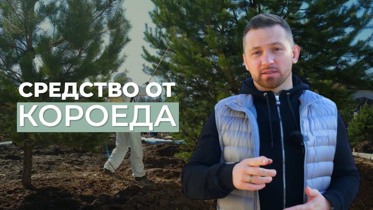 Средство от короеда. Препарат “Клипер”