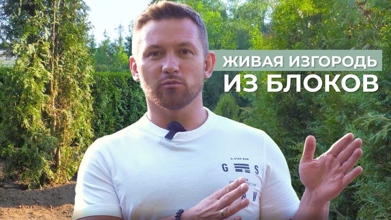 Изгородь из туи блочного типа. Как сэкономить?