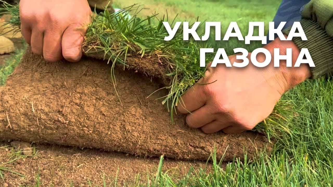 Рулонный газон из мятлика и овсяницы: процесс и правила укладки