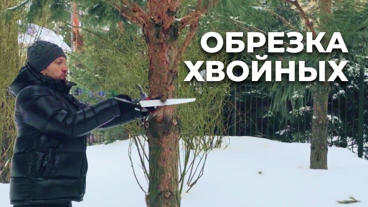 Обрезка хвойных деревьев