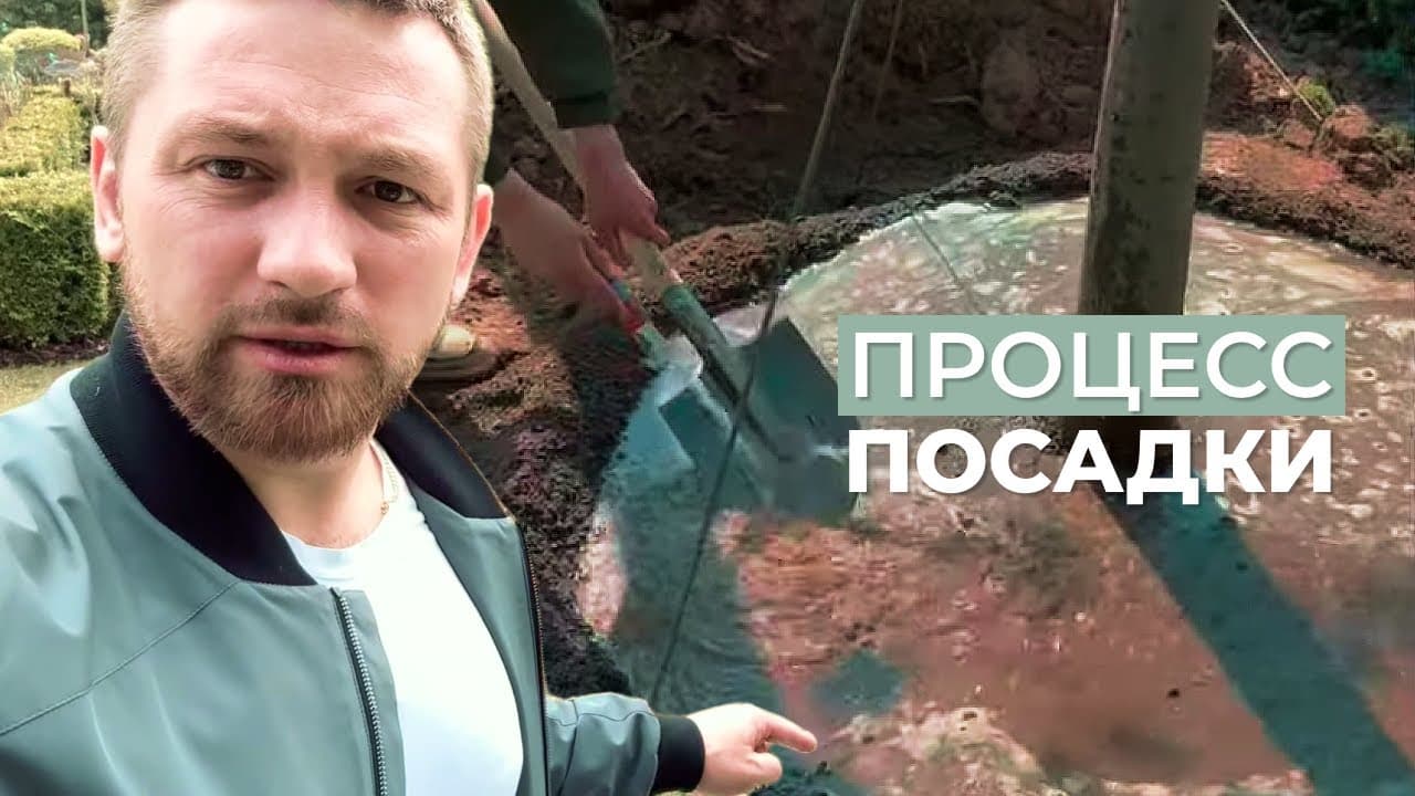 Процесс посадки крупномеров липы